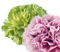 Carnation Top